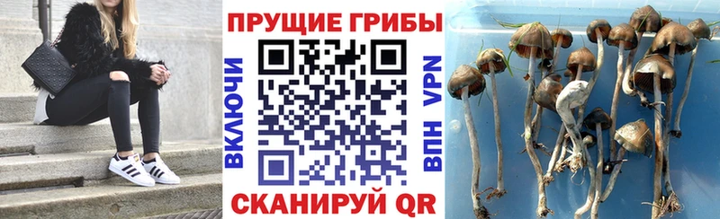 Галлюциногенные грибы мицелий  Пересвет 